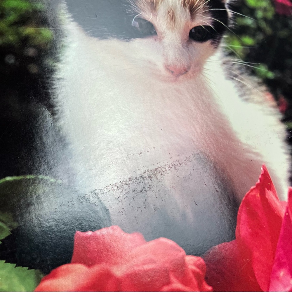 Vintage Folder Kitten Bundle of 2 80s School Supply 1987 - Picture 9 of 17